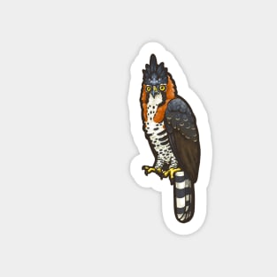 Ornate Hawk-Eagle Sticker